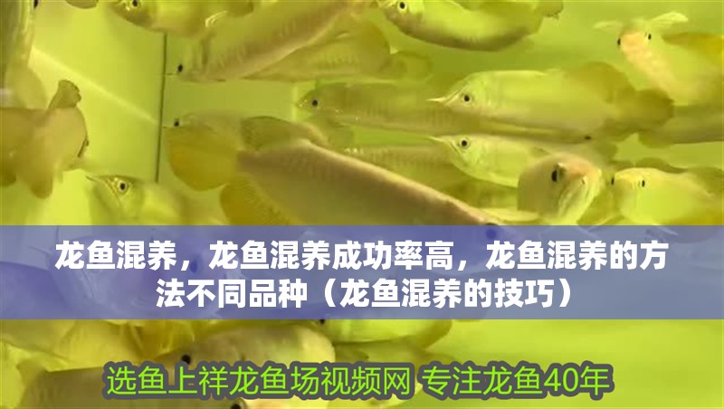 龍魚混養，龍魚混養成功率高，龍魚混養的方法不同品種（龍魚混養的技巧） 龍魚混養，龍魚混養成功率高，龍魚混養的方法不同品種（龍魚混養的技巧） 觀賞魚百科 第2張