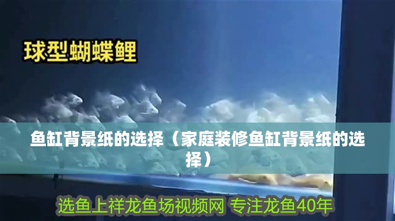 魚(yú)缸背景紙的選擇（家庭裝修魚(yú)缸背景紙的選擇）