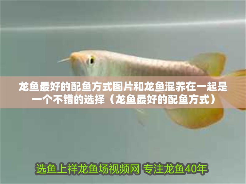 龍魚最好的配魚方式圖片和龍魚混養在一起是一個不錯的選擇（龍魚最好的配魚方式）