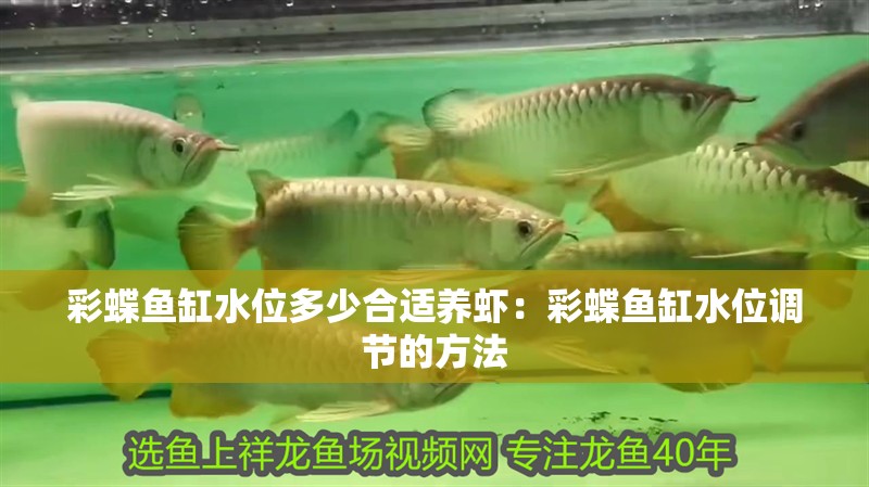 彩蝶魚缸水位多少合適養蝦：彩蝶魚缸水位調節的方法