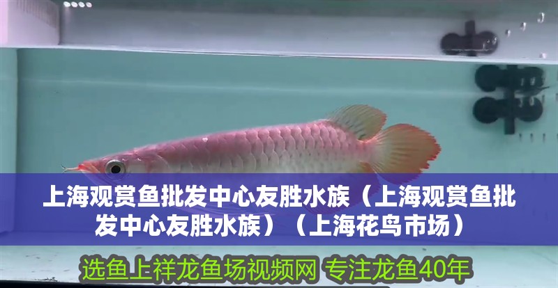 上海觀賞魚批發(fā)中心友勝水族（上海觀賞魚批發(fā)中心友勝水族）（上海花鳥市場）