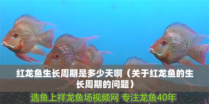 紅龍魚生長周期是多少天啊（關(guān)于紅龍魚的生長周期的問題）