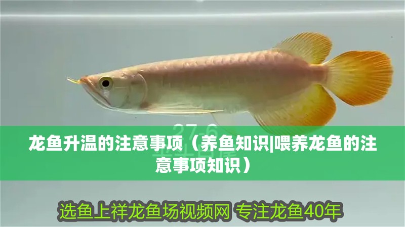 龍魚(yú)升溫的注意事項(xiàng)（養(yǎng)魚(yú)知識(shí)|喂養(yǎng)龍魚(yú)的注意事項(xiàng)知識(shí)）