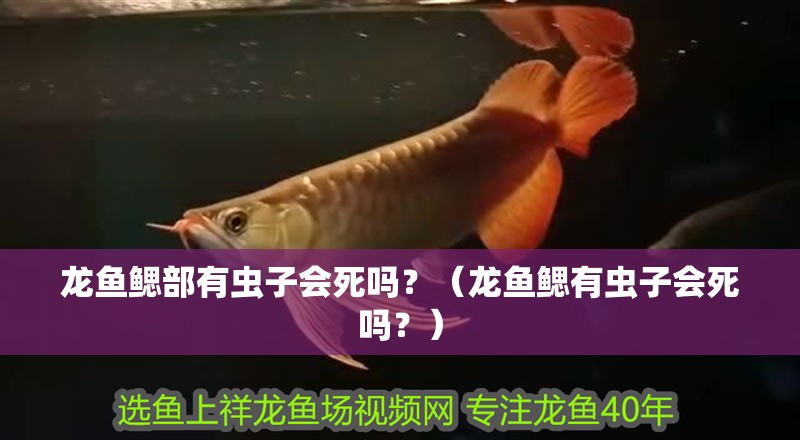 龍魚鰓部有蟲子會死嗎？（龍魚鰓有蟲子會死嗎？） 龍魚鰓部有蟲子會死嗎？（龍魚鰓有蟲子會死嗎？） 觀賞魚百科 第5張