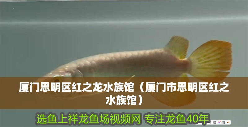 廈門思明區紅之龍水族館（廈門市思明區紅之水族館） 廈門思明區紅之龍水族館（廈門市思明區紅之水族館） 觀賞魚百科 第2張