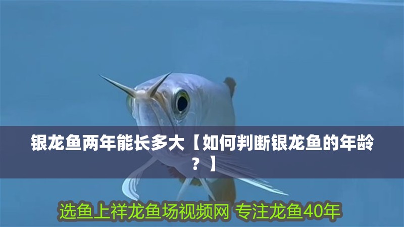 我的虎魚真菌感染了要怎么處理 銀龍魚兩年能長多大【如何判斷銀龍魚的年齡?】 觀賞魚百科 銀龍魚兩年能長多大【如何判斷銀龍魚的年齡?】 銀龍魚兩年能長多大【如何判斷銀龍魚的年齡?】 觀賞魚百科