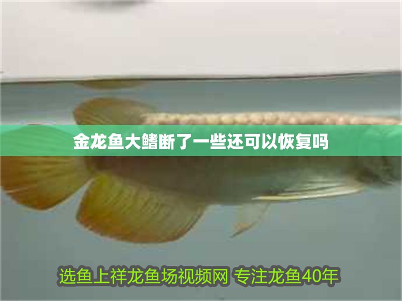 金龍魚大鰭斷了一些還可以恢復嗎