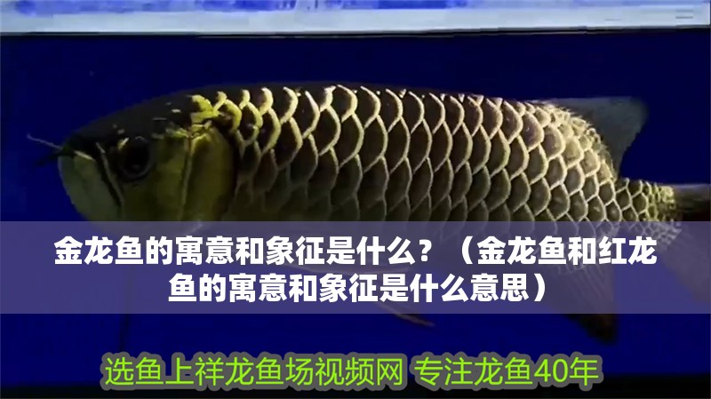 金龍魚的寓意和象征是什么？（金龍魚和紅龍魚的寓意和象征是什么意思）