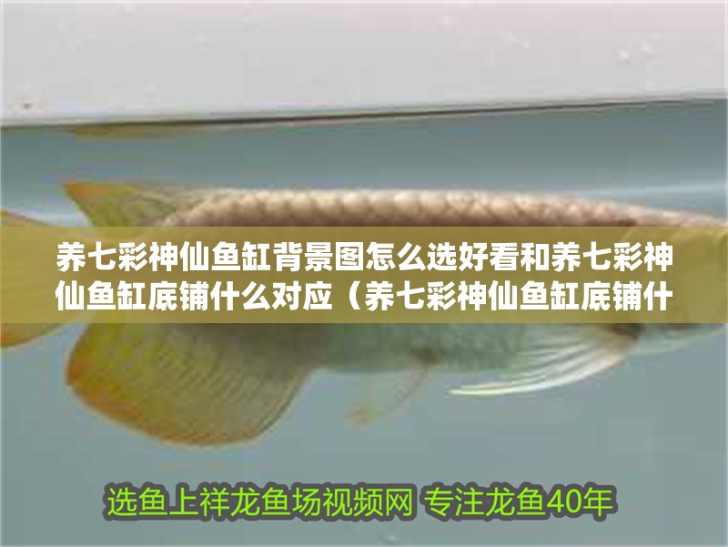 養(yǎng)七彩神仙魚缸背景圖怎么選好看和養(yǎng)七彩神仙魚缸底鋪什么對應（養(yǎng)七彩神仙魚缸底鋪什么好看和養(yǎng)七彩神仙魚缸底鋪什么好看） 養(yǎng)七彩神仙魚缸背景圖怎么選好看和養(yǎng)七彩神仙魚缸底鋪什么對應（養(yǎng)七彩神仙魚缸底鋪什么好看和養(yǎng)七彩神仙魚缸底鋪什么好看） 觀賞魚百科