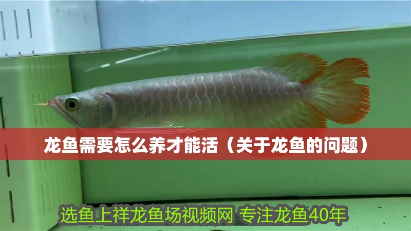 龍魚需要怎么養(yǎng)才能活（關(guān)于龍魚的問題）