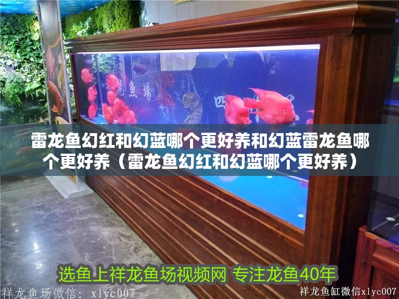 雷龍魚幻紅和幻藍哪個更好養和幻藍雷龍魚哪個更好養（雷龍魚幻紅和幻藍哪個更好養）