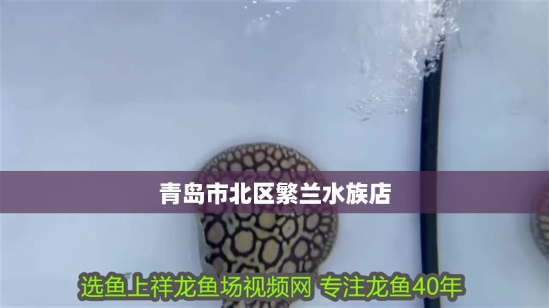 青島市北區繁蘭水族店
