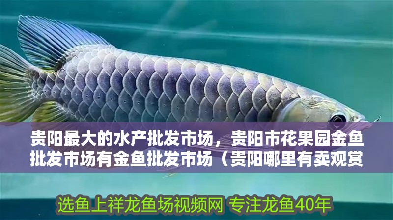 貴陽最大的水產批發市場，貴陽市花果園金魚批發市場有金魚批發市場（貴陽哪里有賣觀賞魚的）