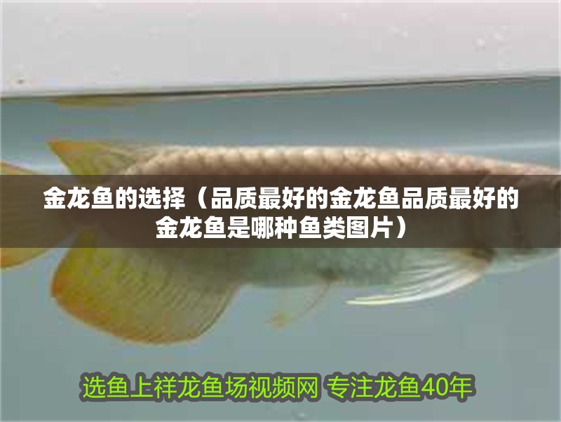 金龍魚的選擇（品質(zhì)最好的金龍魚品質(zhì)最好的金龍魚是哪種魚類圖片）