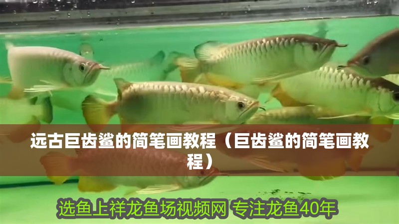 遠(yuǎn)古巨齒鯊的簡(jiǎn)筆畫教程（巨齒鯊的簡(jiǎn)筆畫教程）