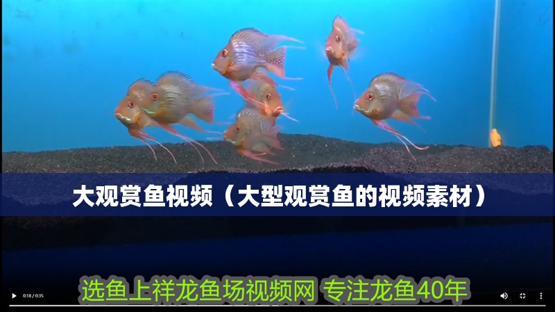 大觀賞魚視頻（大型觀賞魚的視頻素材）