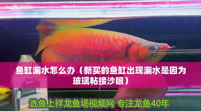 魚缸漏水怎么辦（新買的魚缸出現漏水是因為玻璃粘接沙眼）