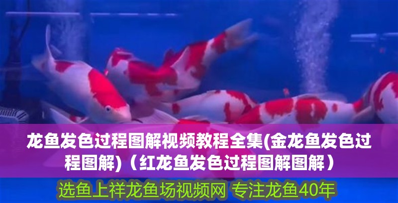 龍魚(yú)發(fā)色過(guò)程圖解視頻教程全集(金龍魚(yú)發(fā)色過(guò)程圖解)（紅龍魚(yú)發(fā)色過(guò)程圖解圖解）