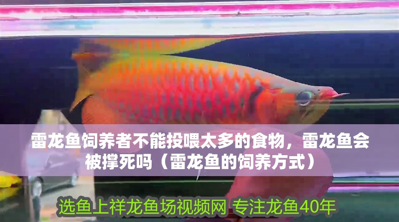 雷龍魚飼養者不能投喂太多的食物，雷龍魚會被撐死嗎（雷龍魚的飼養方式）