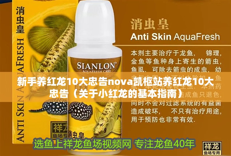 新手養紅龍10大忠告nova凱樞站養紅龍10大忠告（關于小紅龍的基本指南） 新手養紅龍10大忠告nova凱樞站養紅龍10大忠告（關于小紅龍的基本指南） 觀賞魚百科 第5張