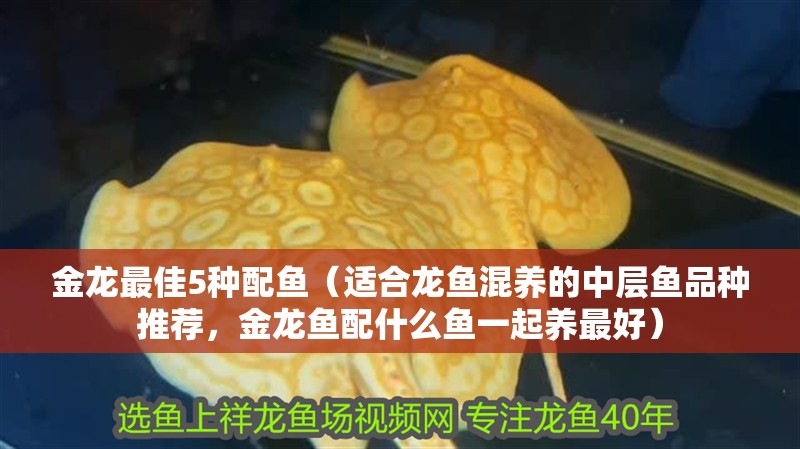 金龍最佳5種配魚(yú)（適合龍魚(yú)混養(yǎng)的中層魚(yú)品種推薦，金龍魚(yú)配什么魚(yú)一起養(yǎng)最好）