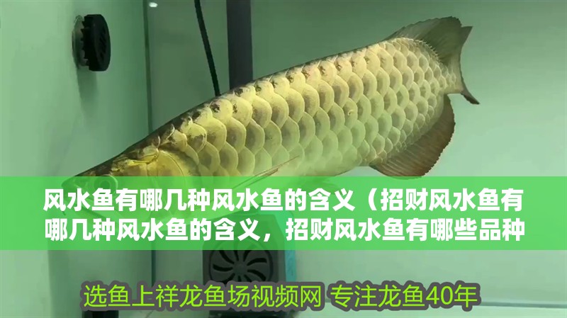 風(fēng)水魚有哪幾種風(fēng)水魚的含義（招財風(fēng)水魚有哪幾種風(fēng)水魚的含義，招財風(fēng)水魚有哪些品種）
