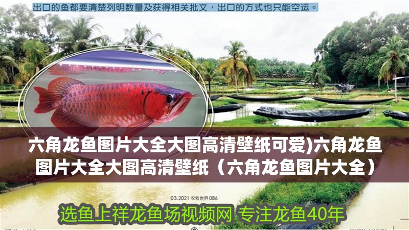 六角龍魚圖片大全大圖高清壁紙可愛)六角龍魚圖片大全大圖高清壁紙（六角龍魚圖片大全） 六角龍魚圖片大全大圖高清壁紙可愛)六角龍魚圖片大全大圖高清壁紙（六角龍魚圖片大全） 觀賞魚百科