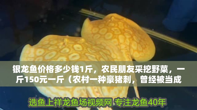 銀龍魚價格多少錢1斤，農民朋友采挖野菜，一斤150元一斤（農村一種豪豬刺，曾經被當成柴燒掉，如今一斤150元）