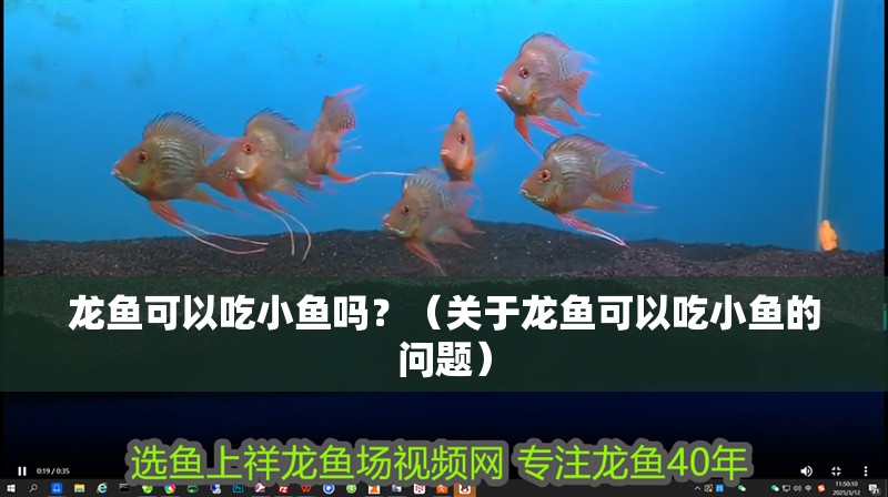 龍魚可以吃小魚嗎？（關于龍魚可以吃小魚的問題） 龍魚可以吃小魚嗎？（關于龍魚可以吃小魚的問題） 觀賞魚百科 第2張