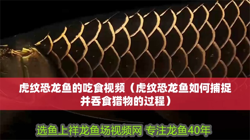 虎紋恐龍魚的吃食視頻（虎紋恐龍魚如何捕捉并吞食獵物的過程）