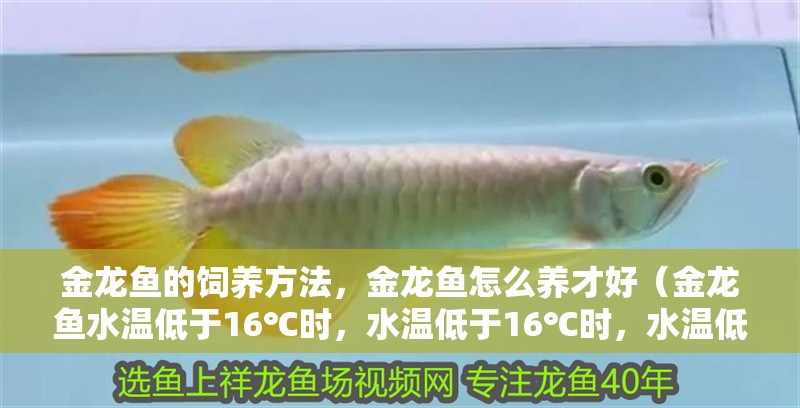 金龍魚(yú)的飼養(yǎng)方法，金龍魚(yú)怎么養(yǎng)才好（金龍魚(yú)水溫低于16℃時(shí)，水溫低于16℃時(shí)，水溫低于16℃時(shí)就會(huì)死亡）
