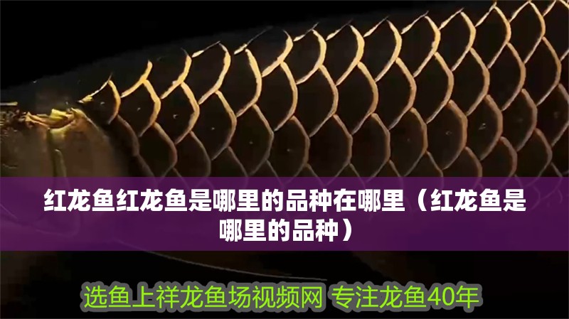 紅龍魚紅龍魚是哪里的品種在哪里（紅龍魚是哪里的品種）