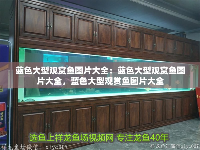 藍色大型觀賞魚圖片大全：藍色大型觀賞魚圖片大全，藍色大型觀賞魚圖片大全