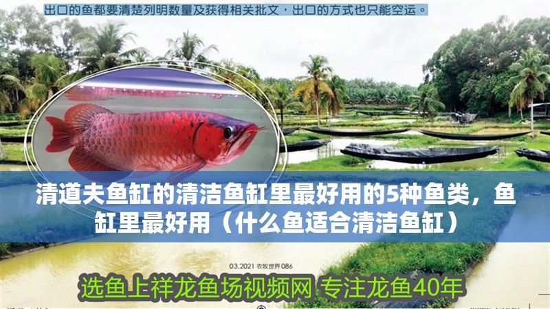 清道夫魚缸的清潔魚缸里最好用的5種魚類，魚缸里最好用（什么魚適合清潔魚缸）