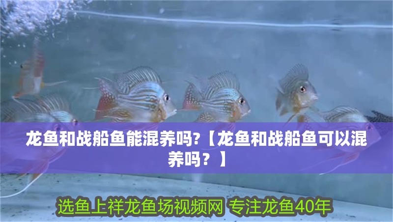 龍魚和戰船魚能混養嗎?【龍魚和戰船魚可以混養嗎？】 龍魚和戰船魚能混養嗎?【龍魚和戰船魚可以混養嗎？】 觀賞魚百科