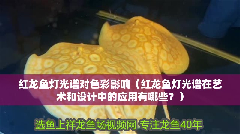 紅龍魚燈光譜對色彩影響（紅龍魚燈光譜在藝術(shù)和設(shè)計中的應(yīng)用有哪些？）