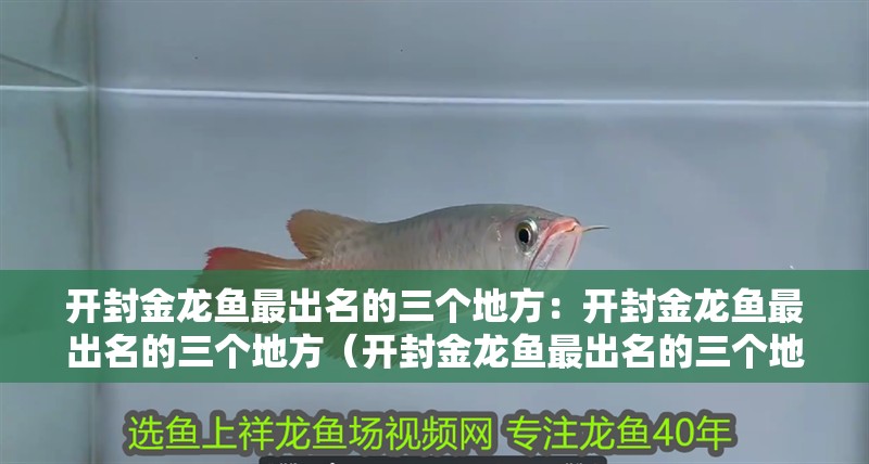 開封金龍魚最出名的三個地方：開封金龍魚最出名的三個地方（開封金龍魚最出名的三個地方有哪些？）