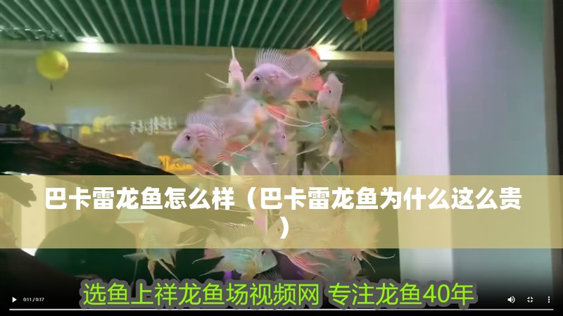 巴卡雷龍魚怎么樣（巴卡雷龍魚為什么這么貴）