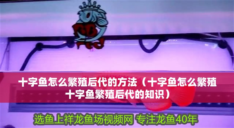 十字魚怎么繁殖后代的方法（十字魚怎么繁殖十字魚繁殖后代的知識） 十字魚怎么繁殖后代的方法（十字魚怎么繁殖十字魚繁殖后代的知識） 觀賞魚百科