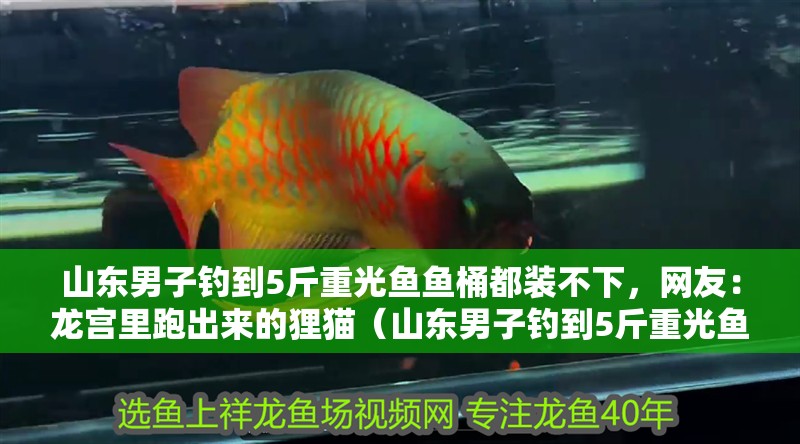 山東男子釣到5斤重光魚魚桶都裝不下，網(wǎng)友：龍宮里跑出來的貍貓（山東男子釣到5斤重光魚魚桶裝不下，網(wǎng)友：龍宮里跑出來的貍貓）