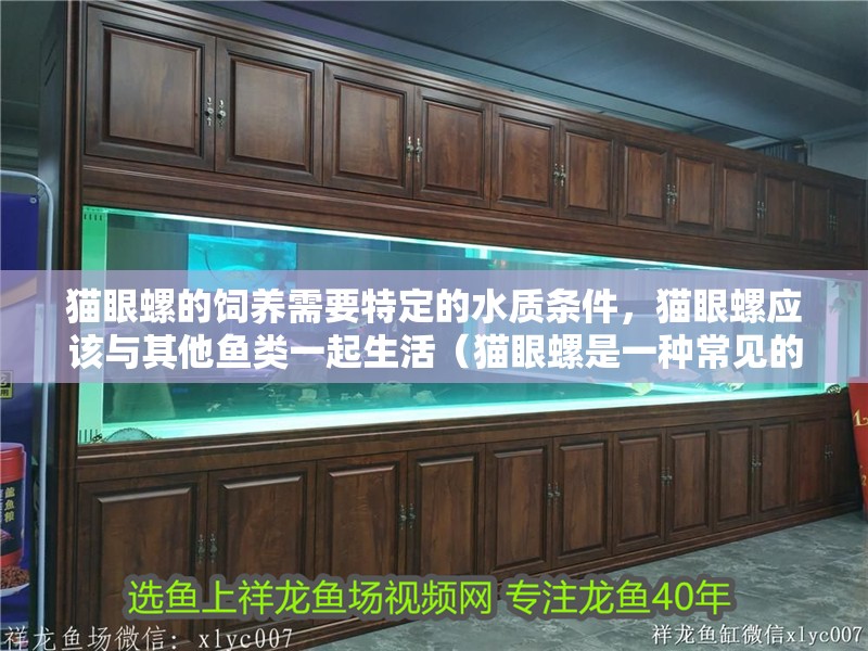 貓眼螺的飼養需要特定的水質條件，貓眼螺應該與其他魚類一起生活（貓眼螺是一種常見的海水魚，以其獨特的眼睛形狀而聞名）