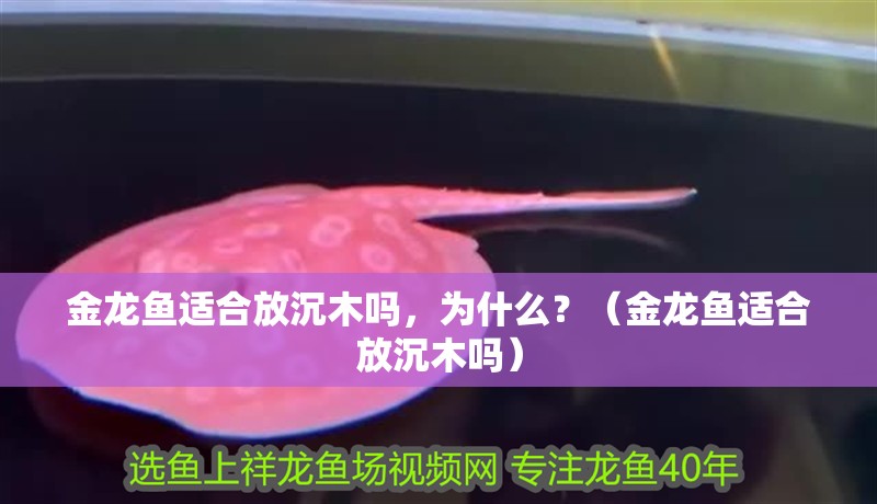 金龍魚適合放沉木嗎，為什么？（金龍魚適合放沉木嗎）