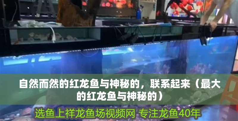 自然而然的紅龍魚與神秘的，聯系起來（最大的紅龍魚與神秘的）