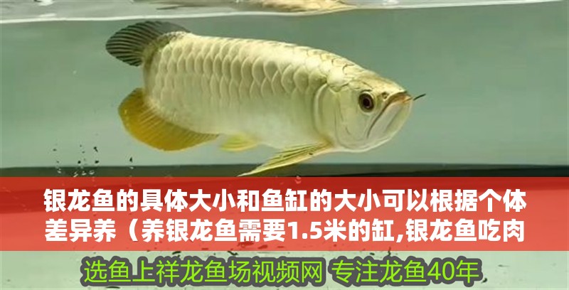銀龍魚的具體大小和魚缸的大小可以根據(jù)個(gè)體差異養(yǎng)（養(yǎng)銀龍魚需要1.5米的缸,銀龍魚吃肉和魚，養(yǎng)最多4條）