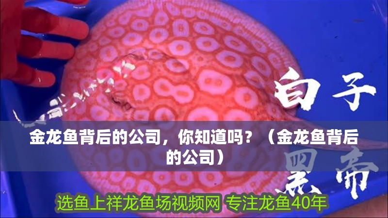 金龍魚背后的公司，你知道嗎？（金龍魚背后的公司）
