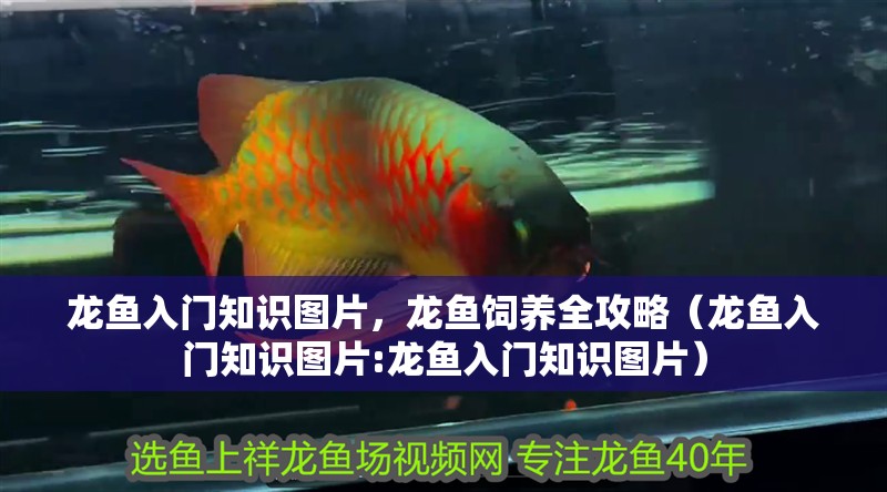 龍魚入門知識圖片，龍魚飼養全攻略（龍魚入門知識圖片:龍魚入門知識圖片）