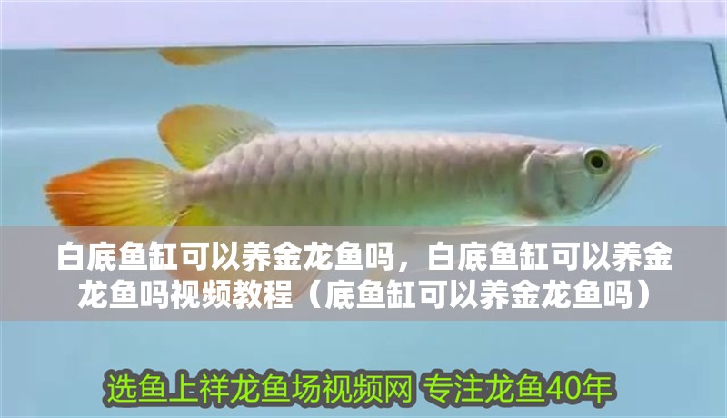 白底魚缸可以養金龍魚嗎，白底魚缸可以養金龍魚嗎視頻教程（底魚缸可以養金龍魚嗎）