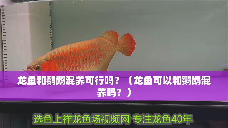 龍魚和鸚鵡混養可行嗎？（龍魚可以和鸚鵡混養嗎？）