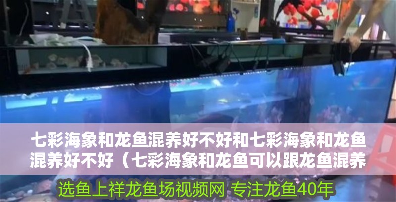 七彩海象和龍魚混養(yǎng)好不好和七彩海象和龍魚混養(yǎng)好不好（七彩海象和龍魚可以跟龍魚混養(yǎng)嗎）