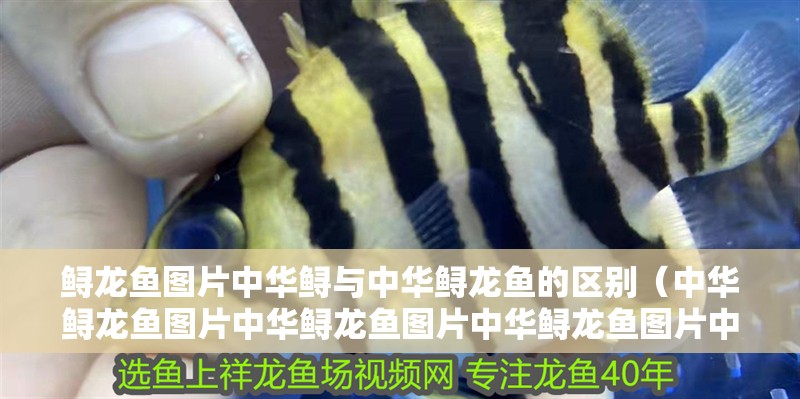 鱘龍魚圖片中華鱘與中華鱘龍魚的區(qū)別（中華鱘龍魚圖片中華鱘龍魚圖片中華鱘龍魚圖片中華鱘）